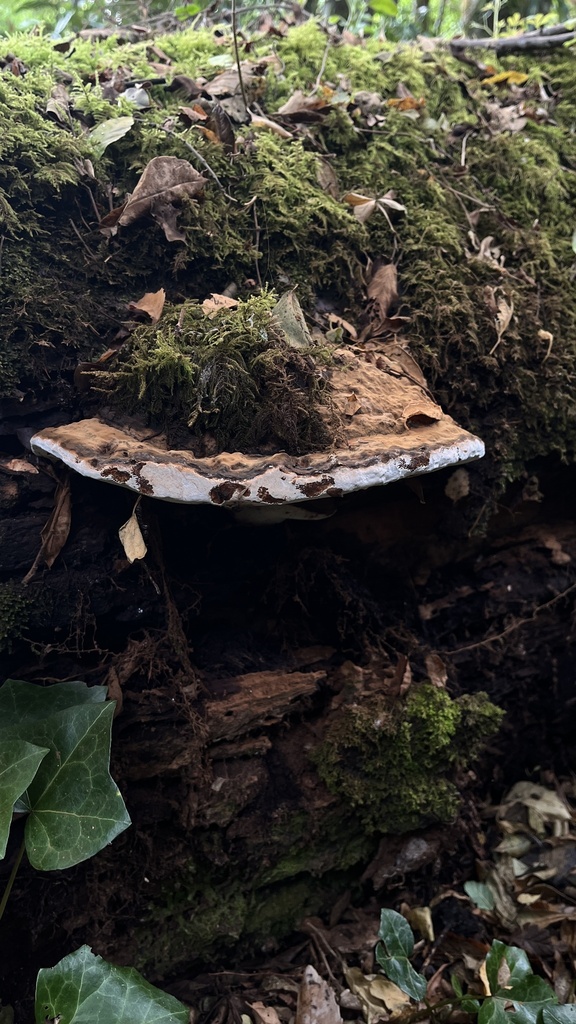 Ganoderma australe · March 2024 · photo: © cristianriquelme (iNaturalist, cc-by)