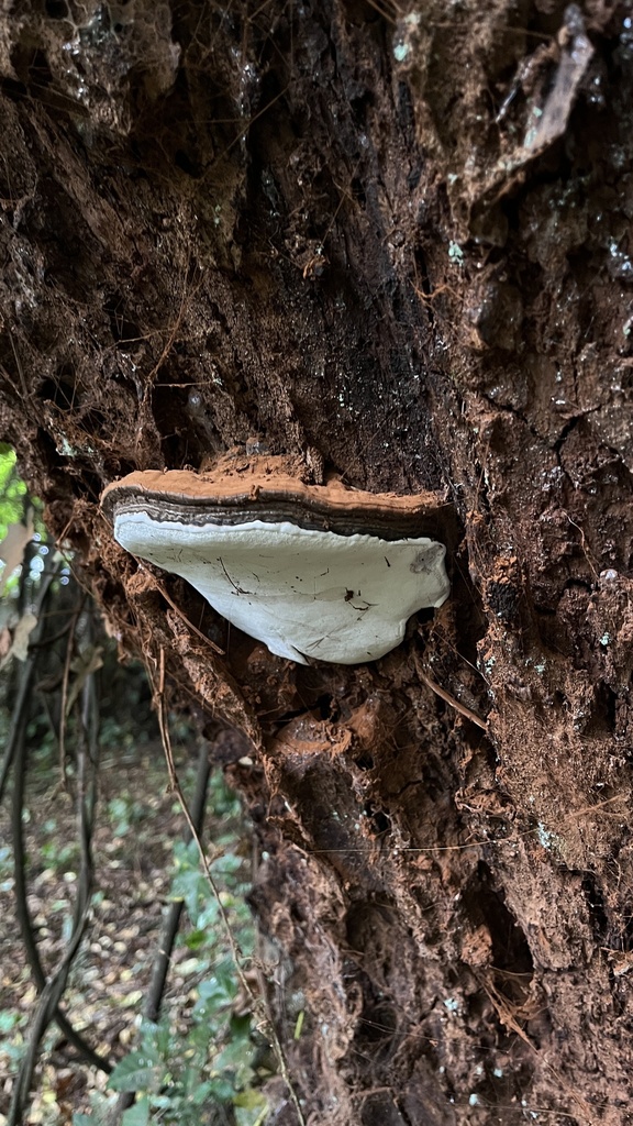 Ganoderma australe · March 2024 · photo: © cristianriquelme (iNaturalist, cc-by)