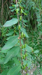 Hypericum geminiflorum