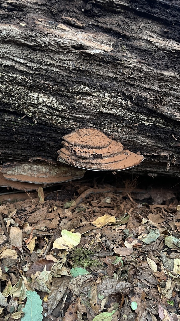 Ganoderma australe · March 2024 · photo: © cristianriquelme (iNaturalist, cc-by)