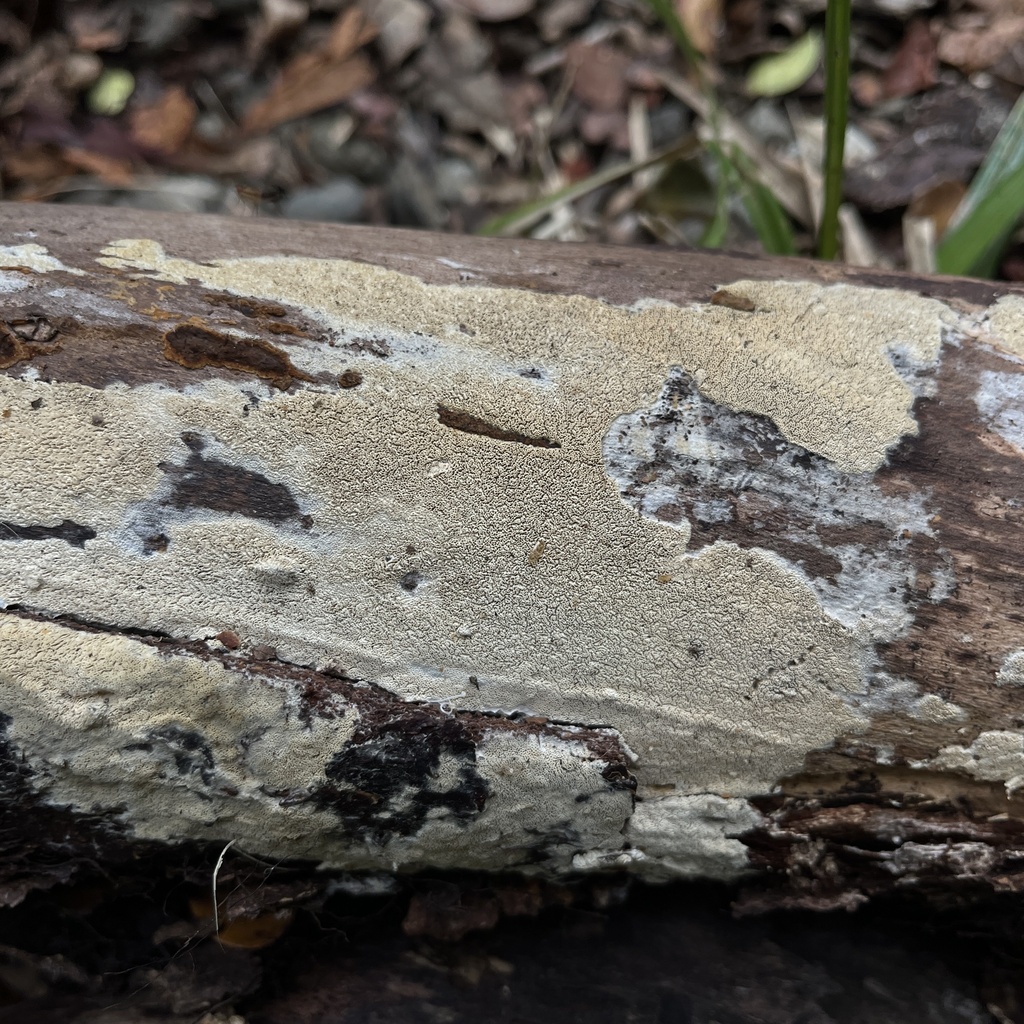 Xylodon paradoxus
