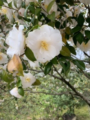 Camellia sasanqua