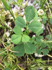 Trifolium vavilovii
