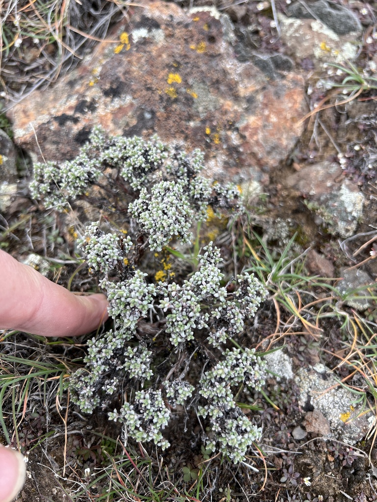 thymeleaf buckwheat from Grant County, WA, USA on March 9, 2024 at 01