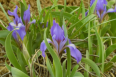 Iris glaucescens