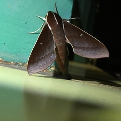 Theretra pallicosta