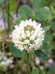 Trifolium vavilovii