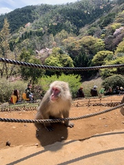 Macaca fuscata fuscata