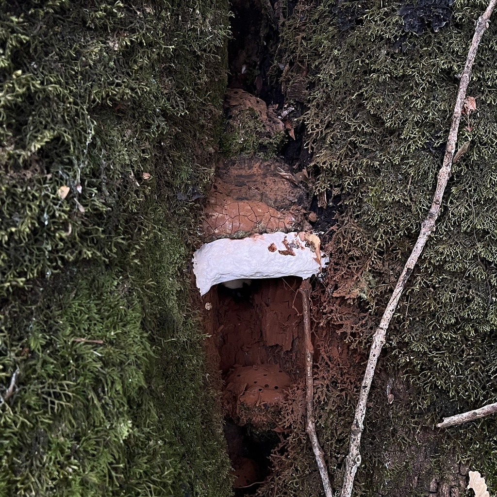 Ganoderma australe · March 2024 · photo: © cristianriquelme (iNaturalist, cc-by)
