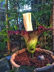Amorphophallus titanum