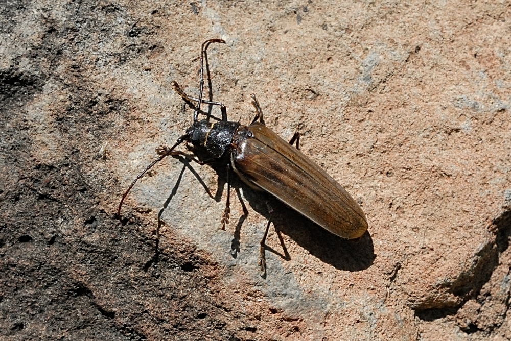 Trichocnemis pauper