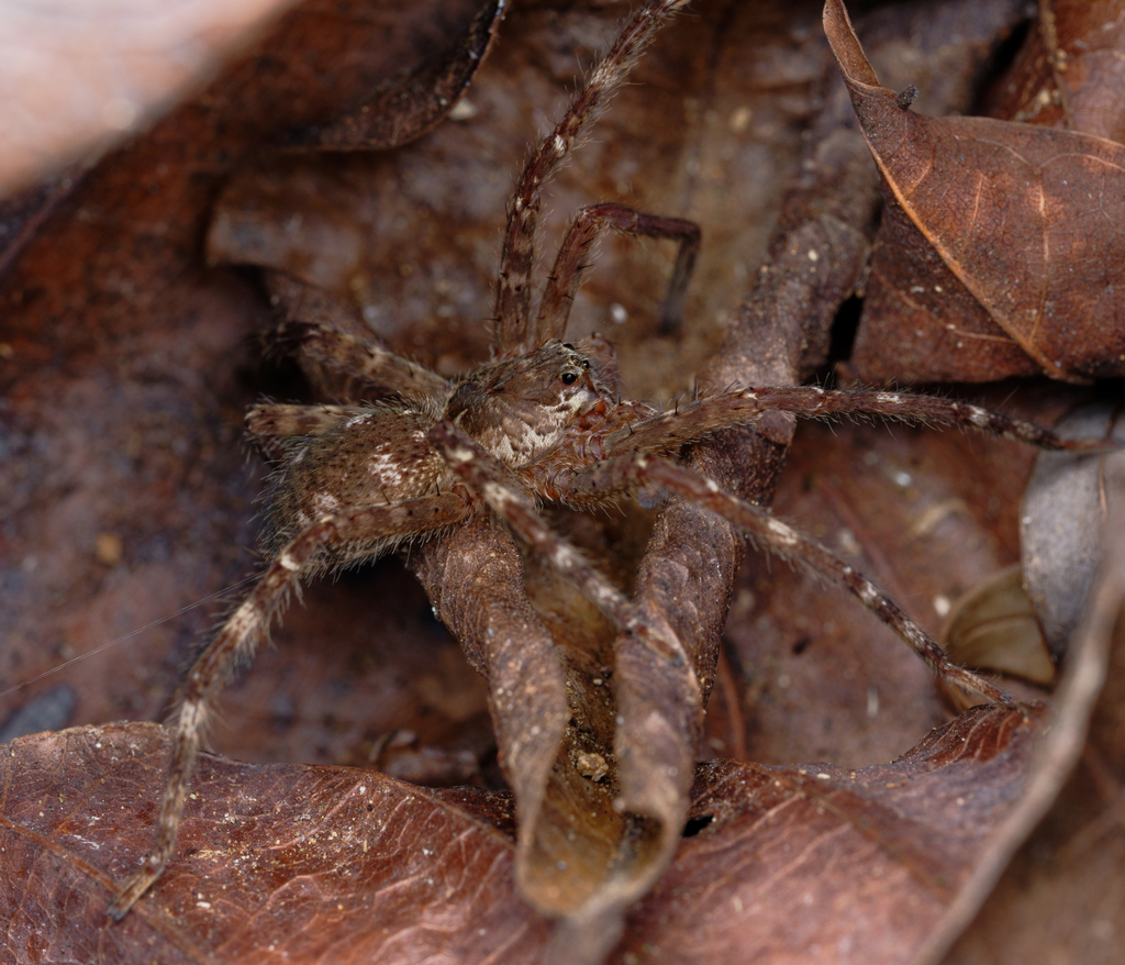 Bromeliad Spiders from Gamboa, Colón Province, Panama on February 28 ...