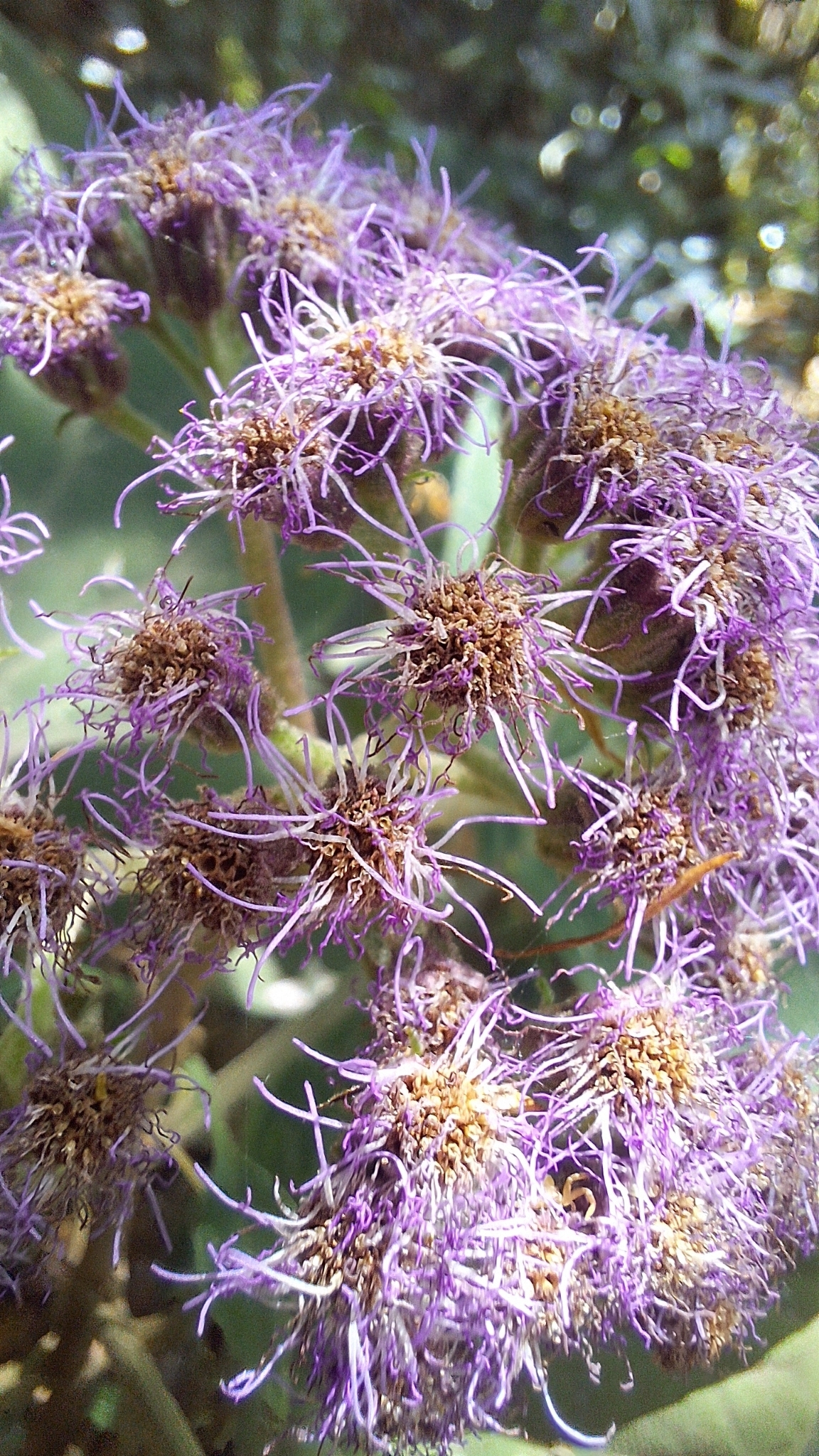 Imagem de Veludo-roxo