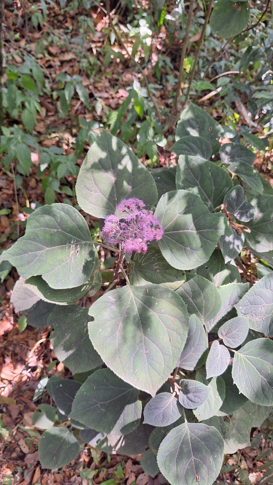 Imagem de Veludo-roxo