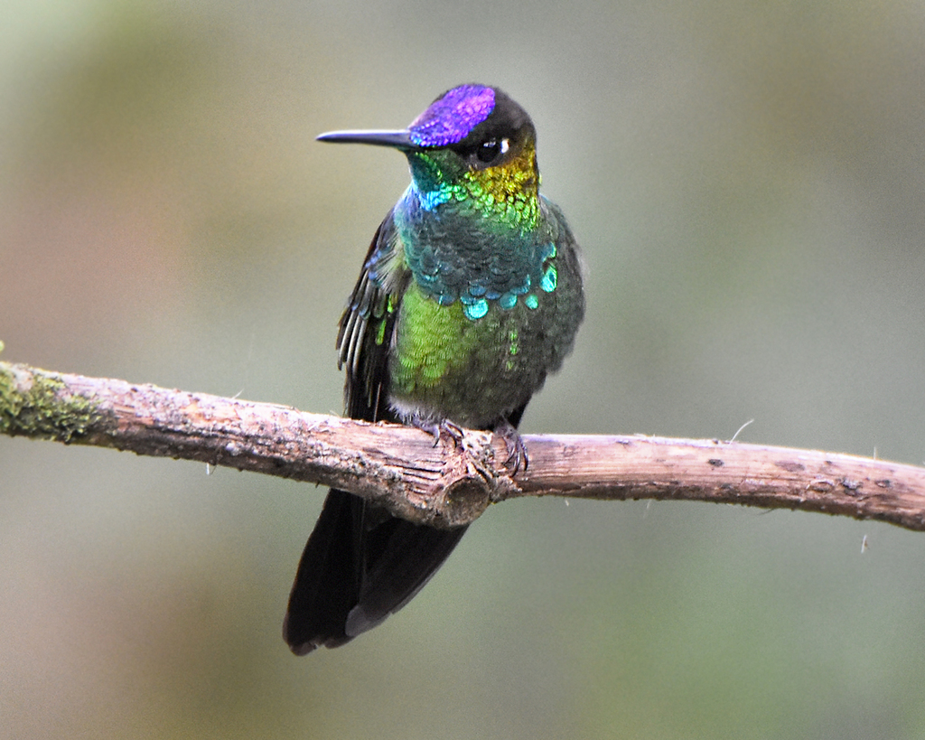 Violet-fronted Brilliant photo