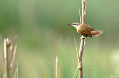 Limnoctites rectirostris