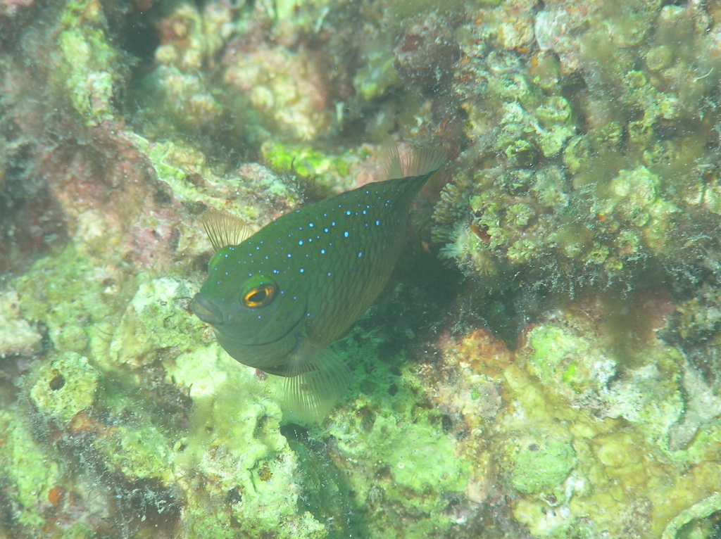 Jewel Damsel