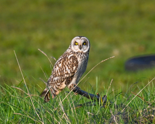 Búho campestre (Asio flammeus)