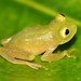 Fleischmann's Glass Frog - Photo (c) Josiah Townsend, some rights reserved (CC BY-NC-ND)