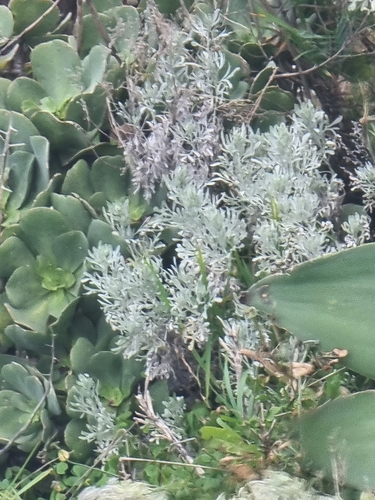 Madeiran Wormwood (Artemisia argentea)