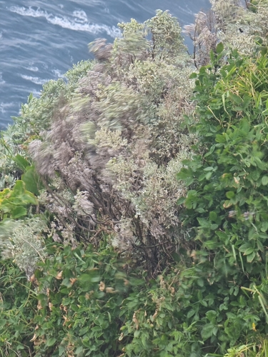 Image of Artemisia argentea by (c) Vítor Jorge, some rights reserved (CC BY)