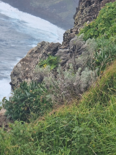 Image of Artemisia argentea by (c) Vítor Jorge, some rights reserved (CC BY)