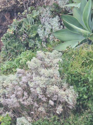 Image of Artemisia argentea by (c) Vítor Jorge, some rights reserved (CC BY)