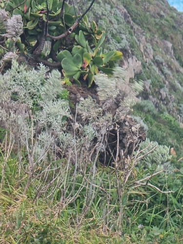 Image of Artemisia argentea by (c) Vítor Jorge, some rights reserved (CC BY)