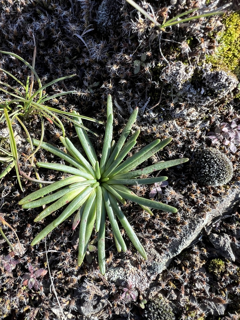 Bitterroot from Grant County, WA, USA on March 9, 2024 at 03:35 PM by ...