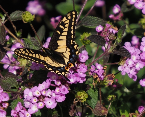 iNaturalist observation photo of Anise Swallowtail