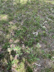 Colletes inaequalis