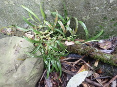 Pholidota cantonensis