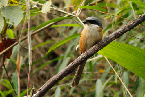 Lanius tephronotus