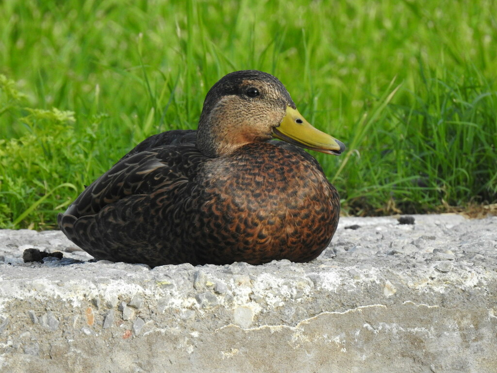 Pato mexicano desde Sin Nombre de