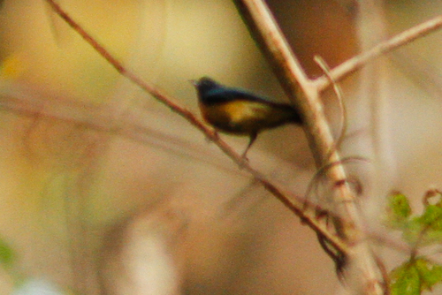 Fire-breasted Flowerpecker (Dicaeum ignipectus), photo 7