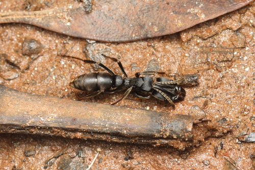 条纹厚结猛蚁Pachycondyla striata