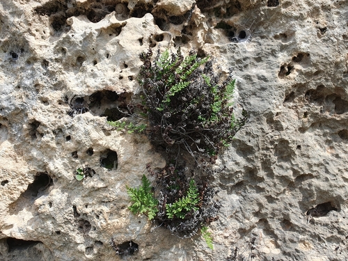Image of Oeosporangium acrosticum by (c) Mehdi Chetibi, some rights reserved (CC BY)