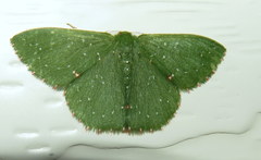 Prasinocyma iosticta