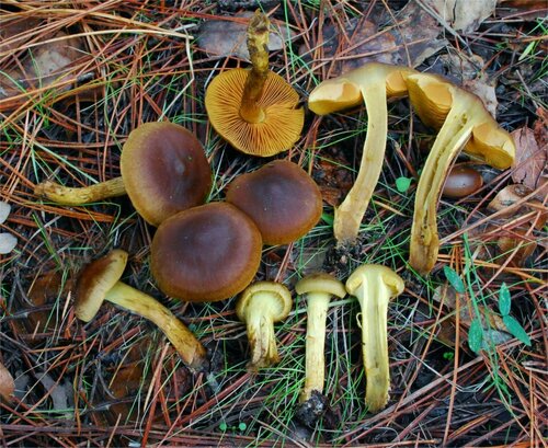 Cortinarius thiersii