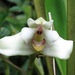 Maxillaria amesiana - Photo (c) Rich Hoyer, some rights reserved (CC BY-NC-SA), uploaded by Rich Hoyer