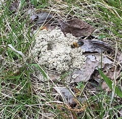 Colletes inaequalis