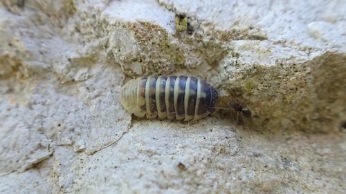 Common pill bug