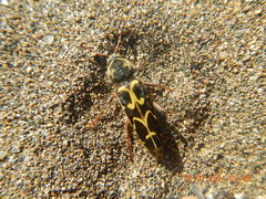 Neoclytus conjunctus