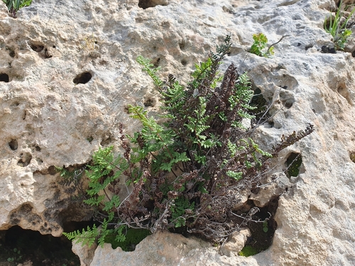 Image of Oeosporangium acrosticum by (c) Mehdi Chetibi, some rights reserved (CC BY)