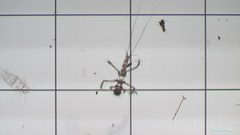 Insecta