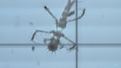 Insecta