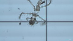 Insecta