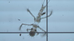 Insecta