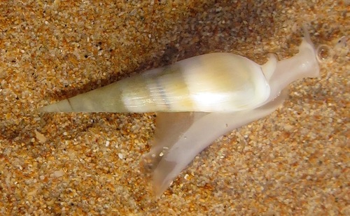 Hastula aciculina observed 2014-02-26