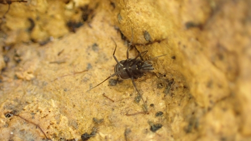 Nemastomella hankiewiczii
